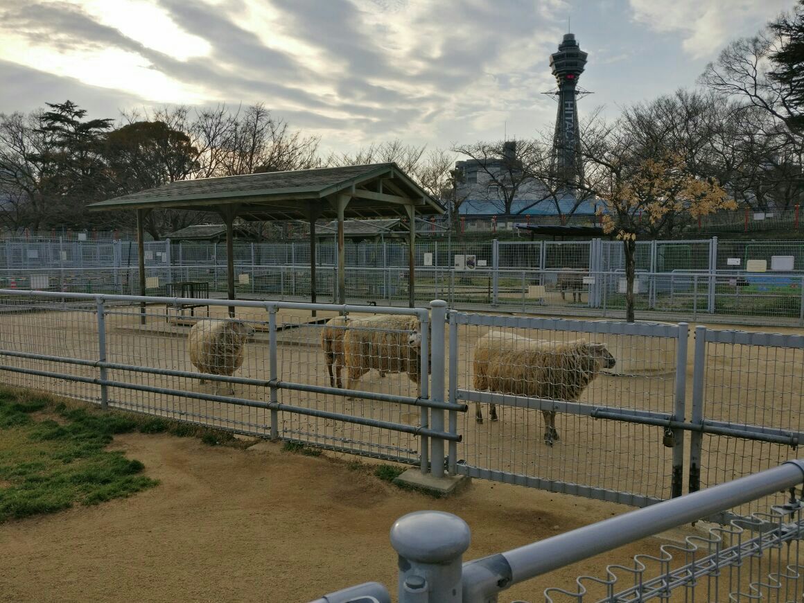 天王寺动物园tennoji zoo