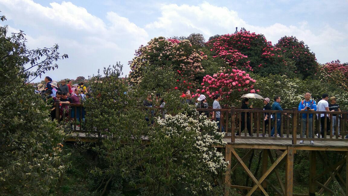 百里杜鹃风景区旅游景点攻略图