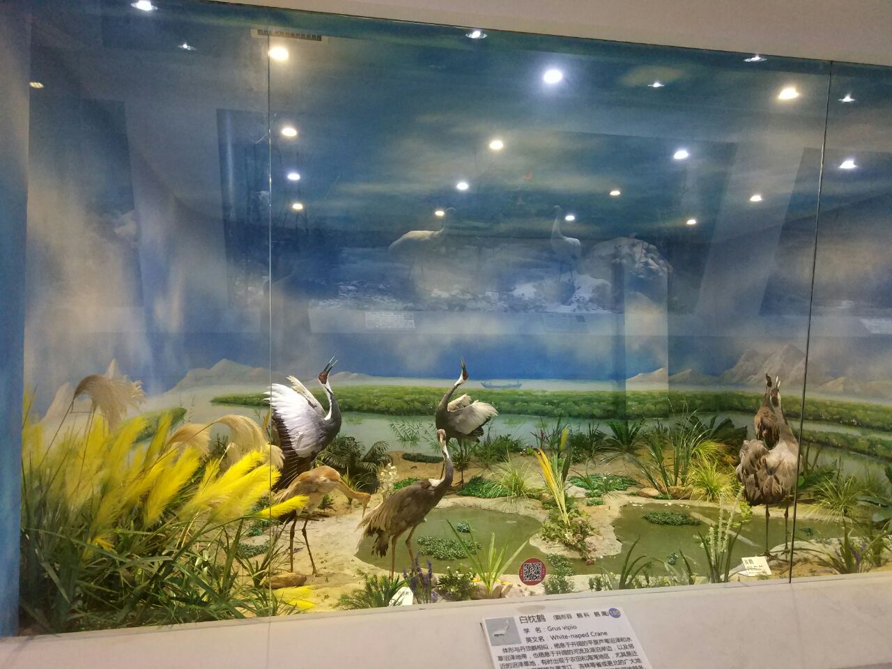 青岛青岛滨海学院世界动物自然生态博物馆好玩吗,青岛青岛滨海学院世