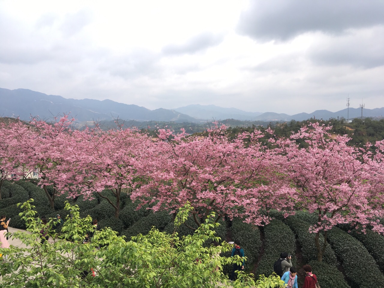 漳平永福樱花园攻略,漳平永福樱花园门票/游玩攻略/地址/图片/门票