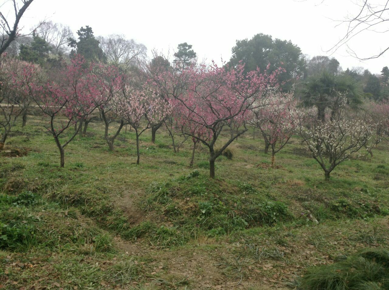 梅花山旅游景点攻略图