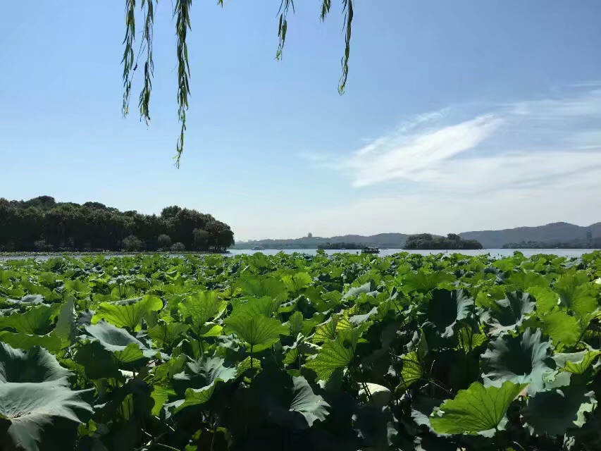 小学语文描写景的课文教案怎么写_小学语文课文 说明文 教案_小学语文描写景的课文教案怎么写