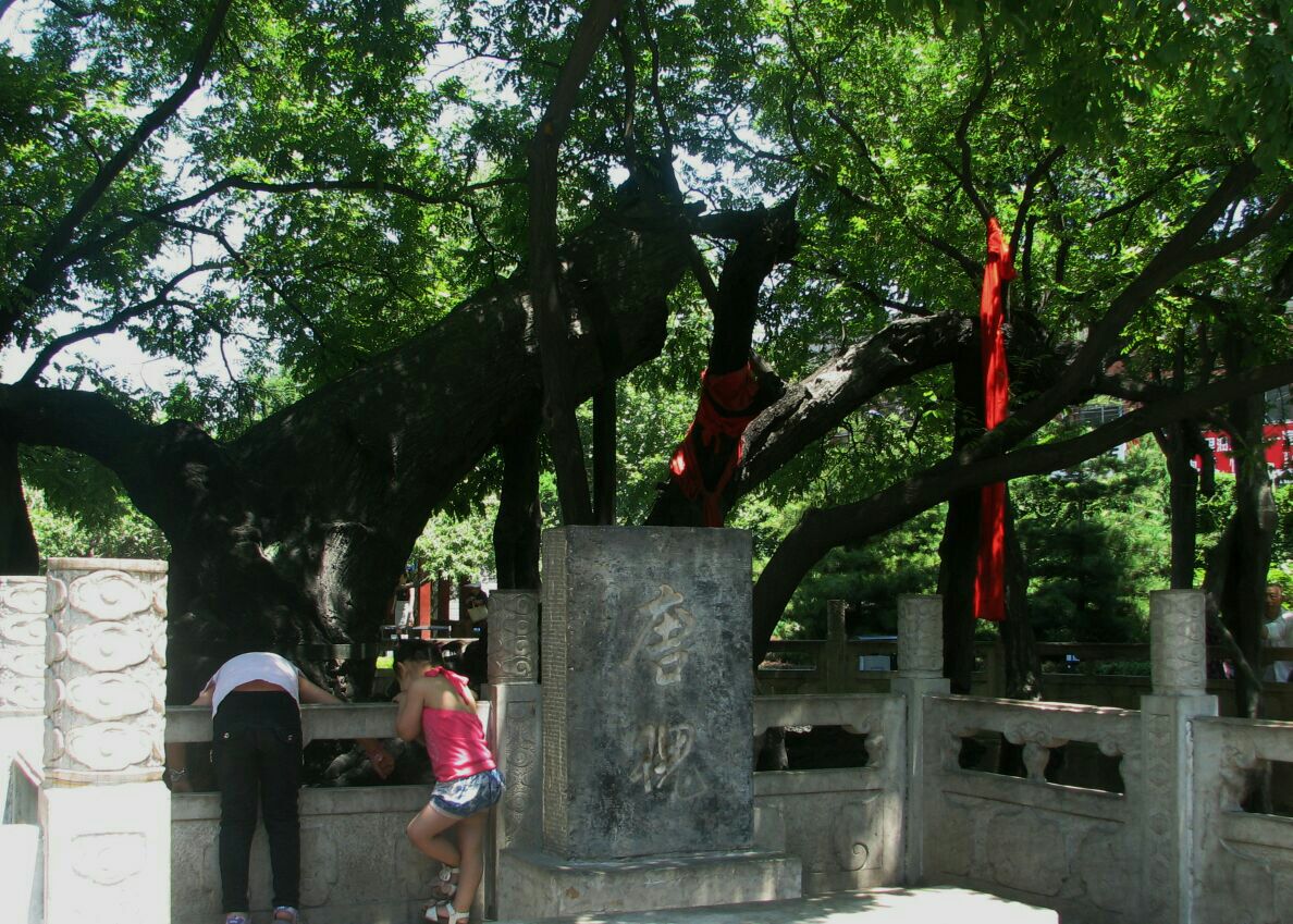 【携程攻略】太原唐槐公园景点,小巧精致一个公园,里面有碑有花,还有
