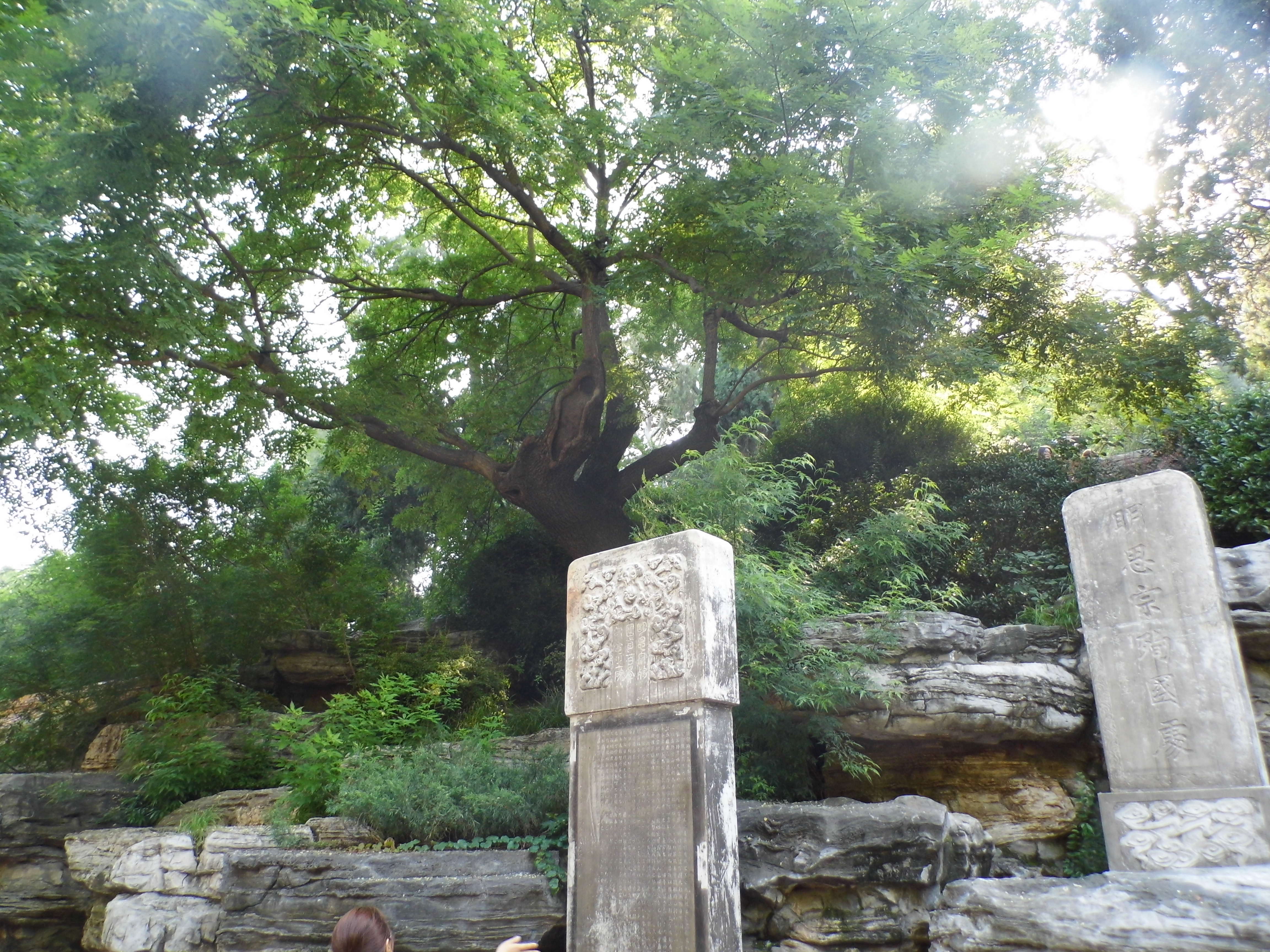 游完故宫之后一定要去景山公园,这里是崇祯皇帝自尽殉国的地方,另外