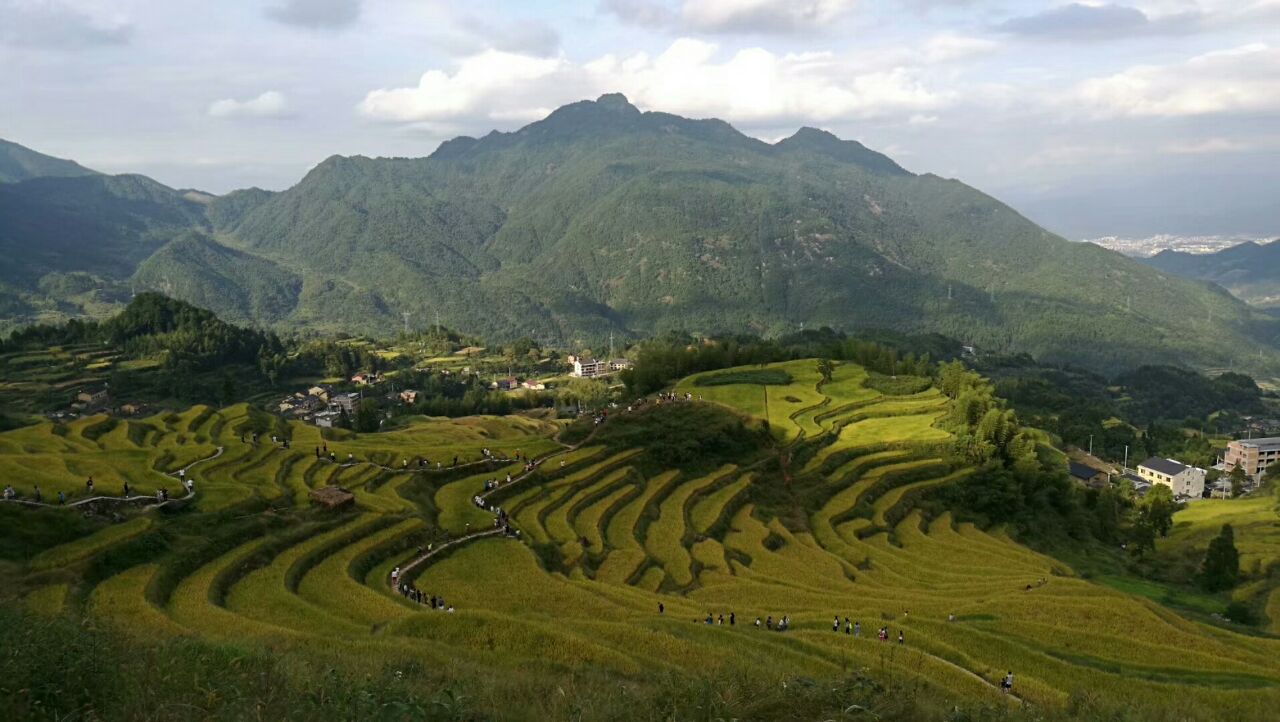 云和梯田,丽水游的重头戏,门票80含景区上山小巴——初秋时节稻子