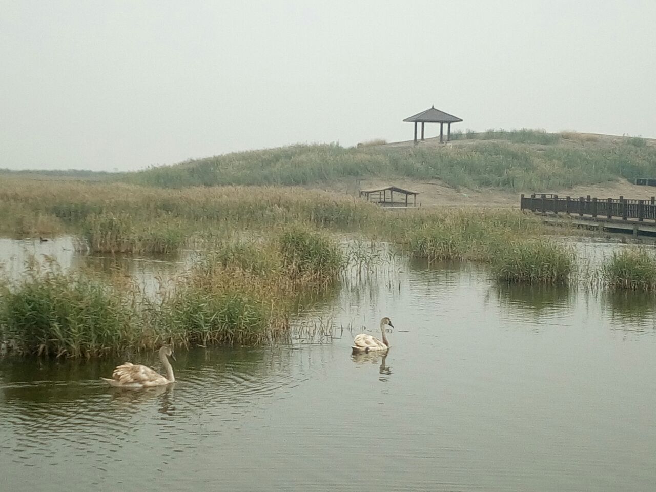 南大港湿地