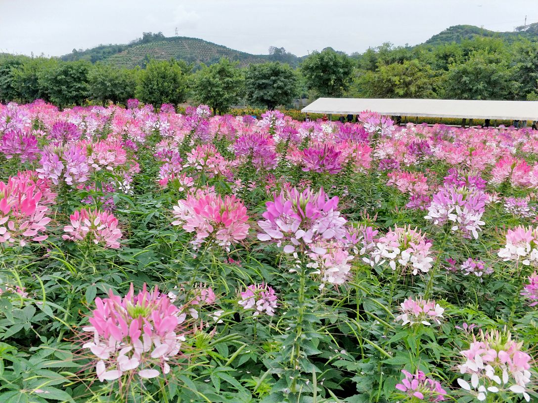 花舞人间