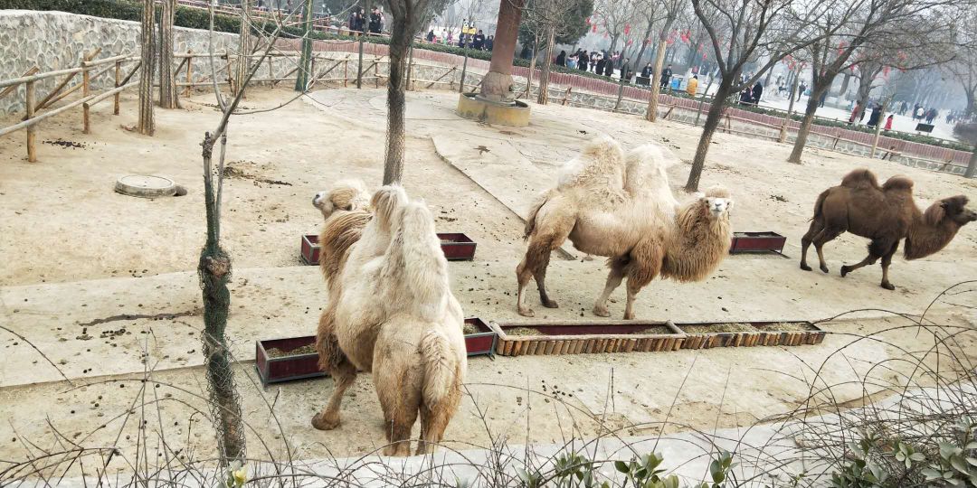 石家庄市动物园