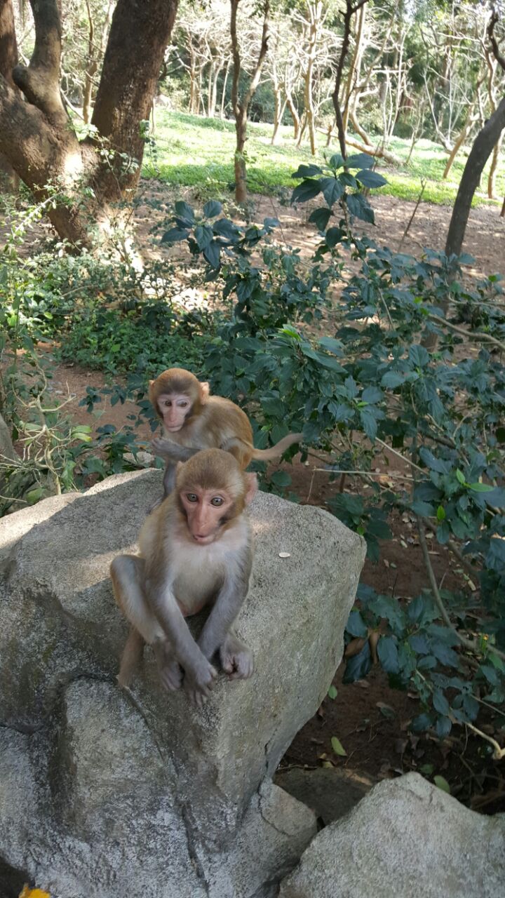 南湾猴岛旅游景点攻略图