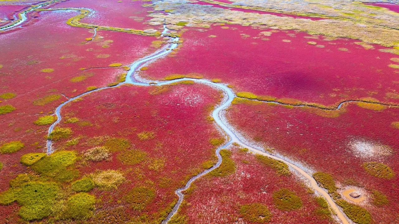 盐城丹顶鹤湿地生态旅游区