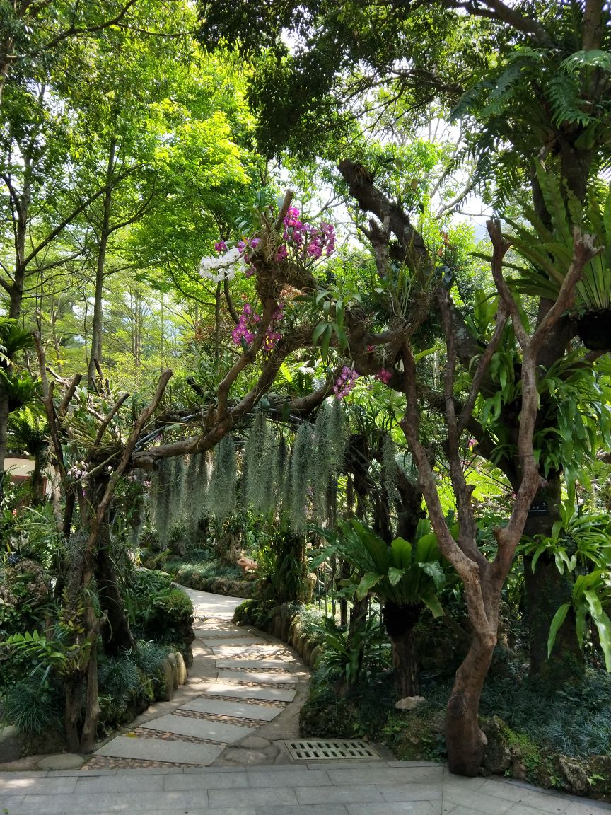 深圳仙湖植物园好玩吗,深圳仙湖植物园景点怎么样