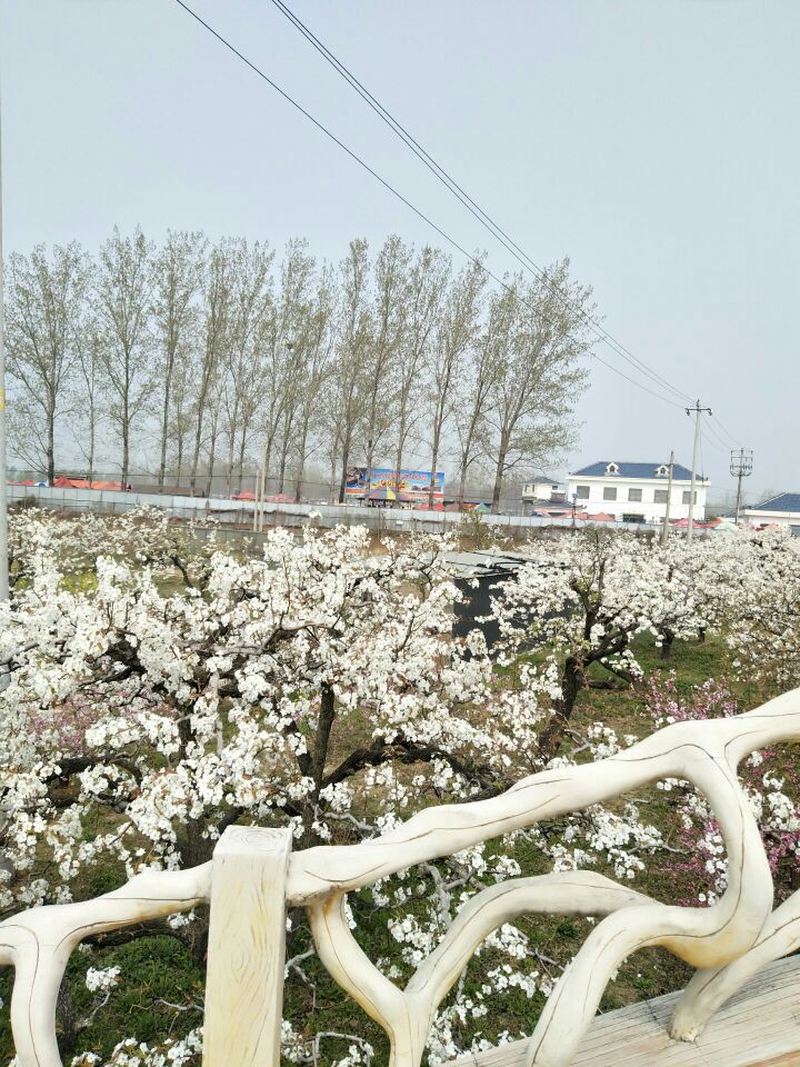 刘村梨园风景区