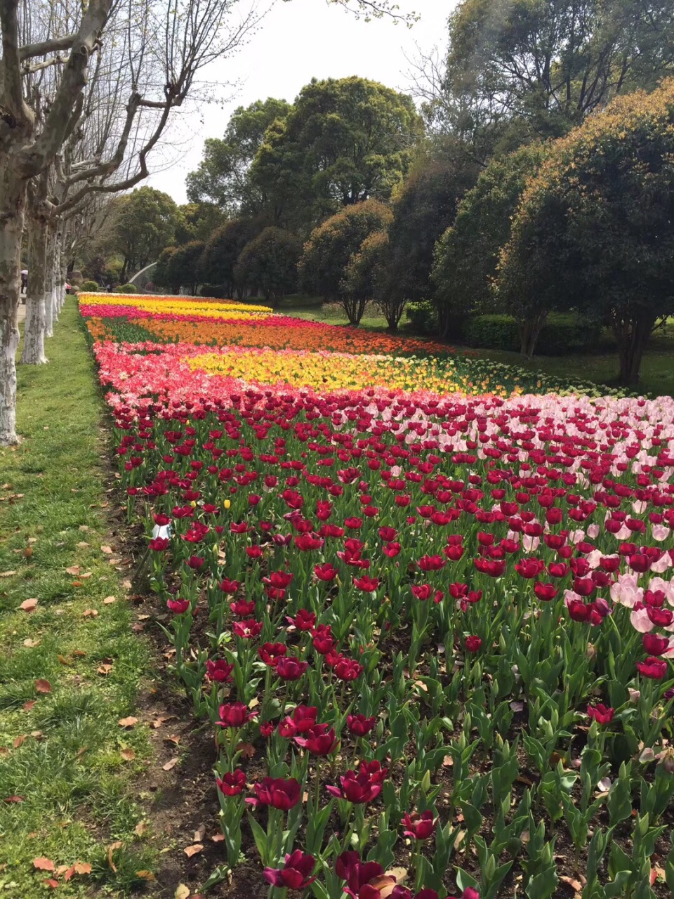 上海鲜花港攻略,上海鲜花港门票/游玩攻略/地址/图片
