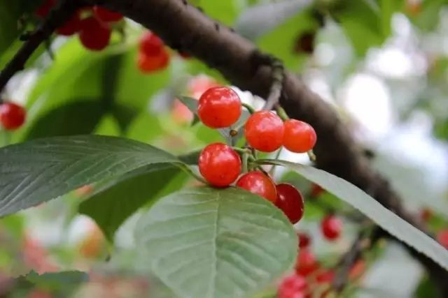 眉山桂花湖