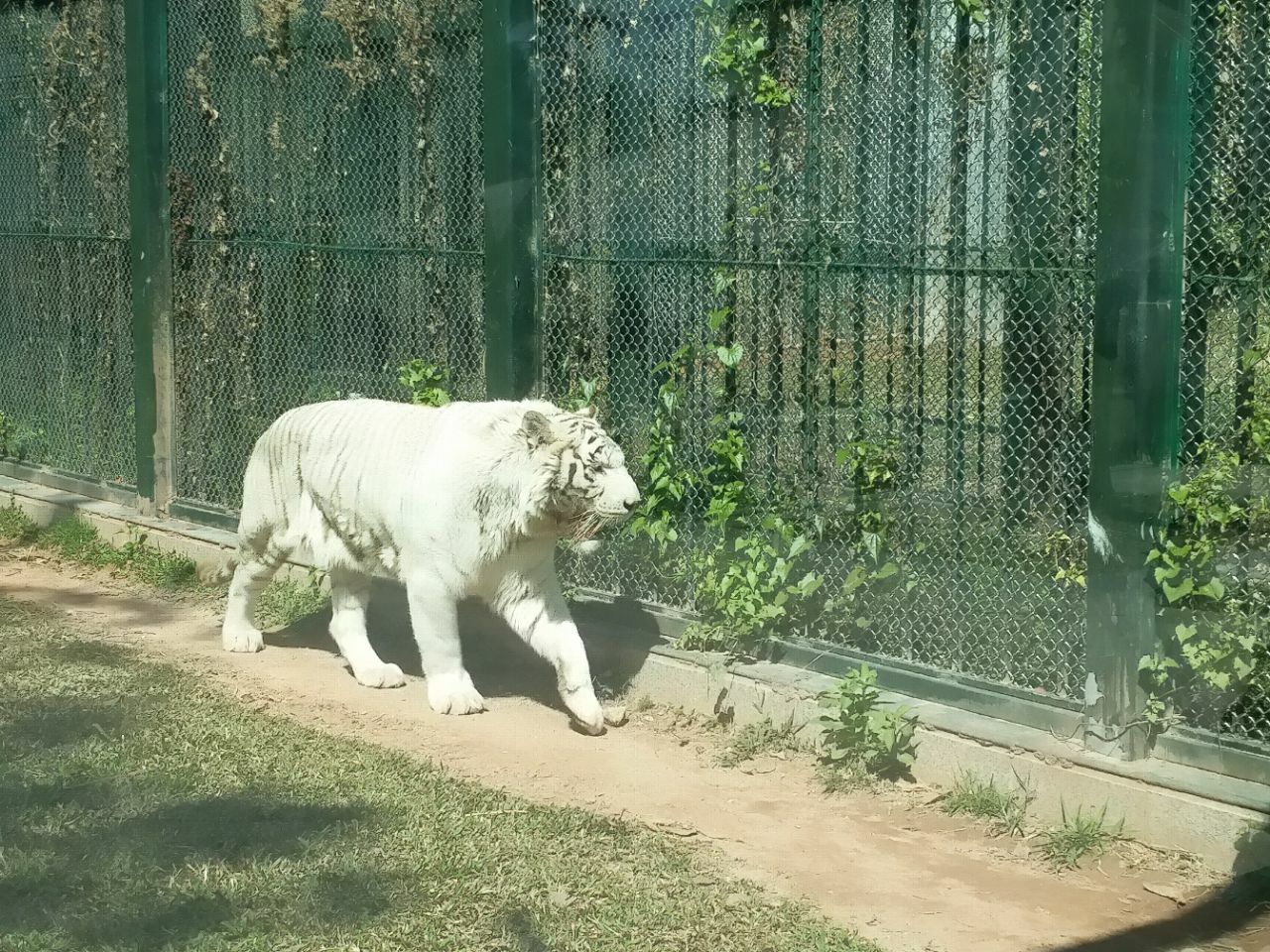 广州动物园(GuangZhou Zoo)位于广州市越秀区,东邻十九路军陵园,南接环市东路,西边云鹤路,北衔先烈中路。有南门和北门两个出入口,两门均设有停车场。于1958年建成开放,占地面积42公顷。2013年接待游客400万人次
广州动物园共有选自全国和世界各地的哺乳类、爬虫类、鸟类和鱼类等动物 450余种(2013年),4500多头(只),其中不少属于世界珍禽异兽。属于国家一类重点保护动物有大熊猫、金丝猴、黑颈鹤等35种,属于国家二类重点保护动物的有小熊猫、白枕鹤等32种。