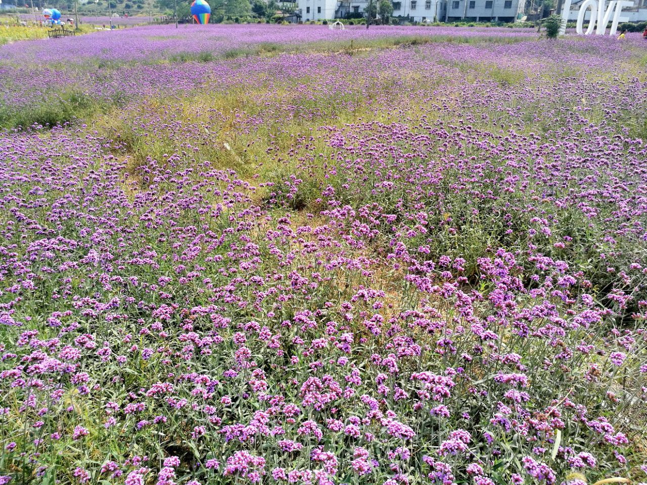 花溪茶谷景区