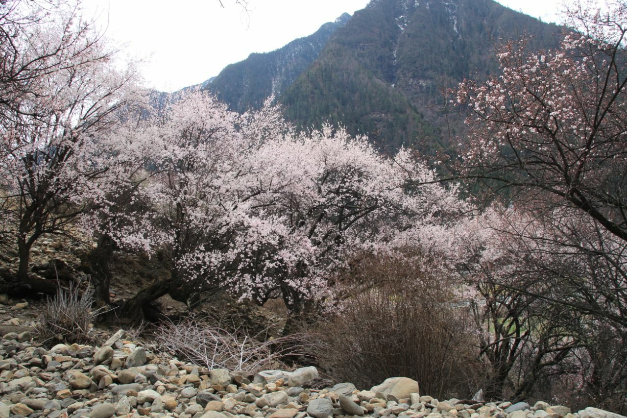 桃花沟