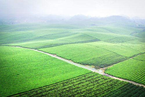 中国茶海景区