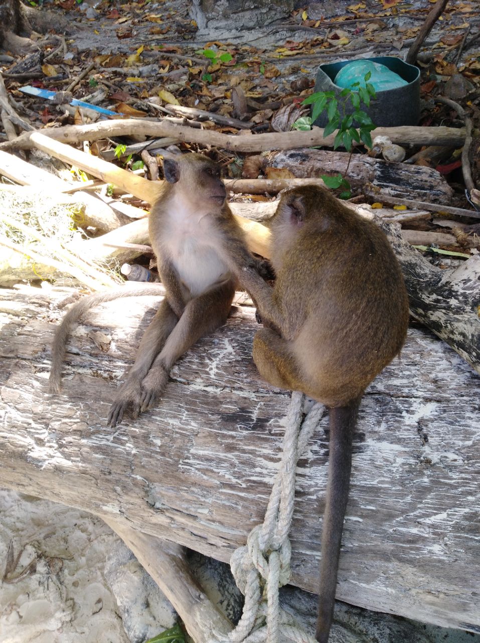 猴子海滩