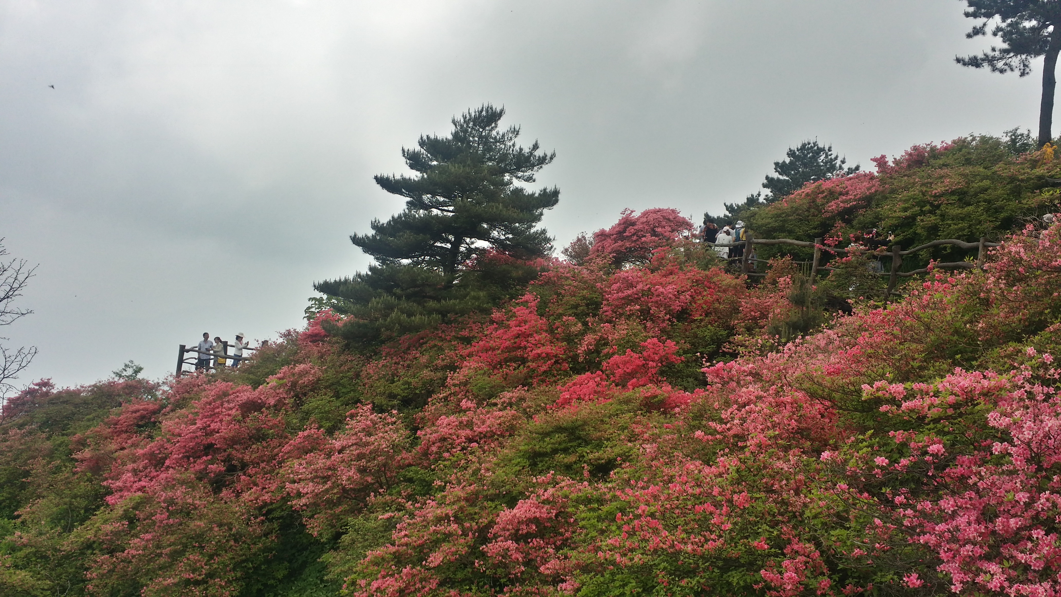 2019龟峰山_旅游攻略_门票_地址_游记点评,麻城旅游景点推荐 去哪儿