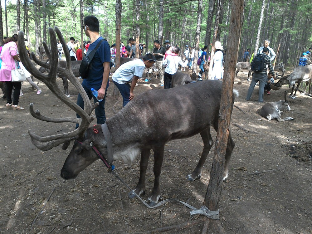 敖鲁古雅使鹿部落景区