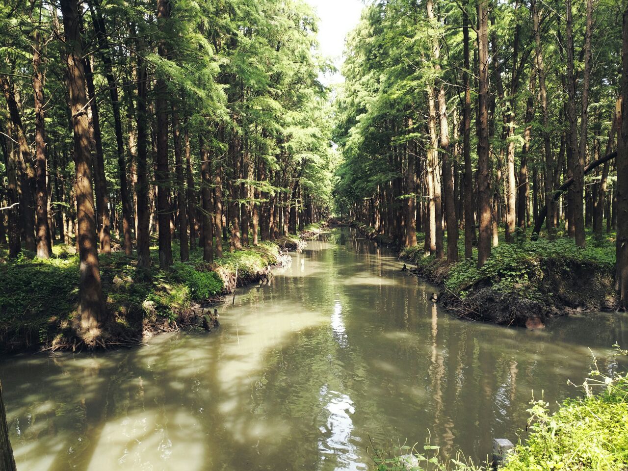 李中水上森林公园