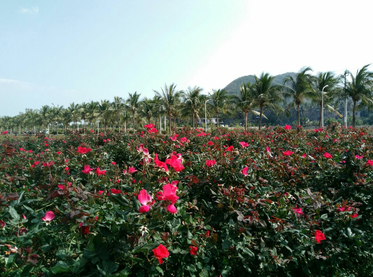 2019亚龙湾国际玫瑰谷_旅游攻略_门票_地址_游记点评,三亚旅游景点