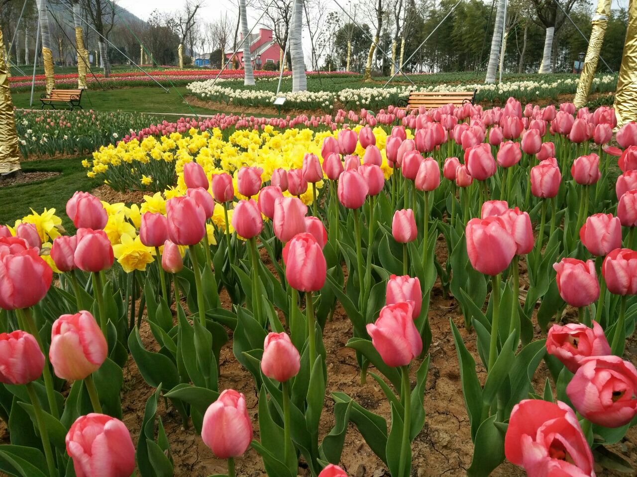 【携程攻略】常州花谷奇缘景点,3月18日正式开园的花谷奇缘,位于茅山