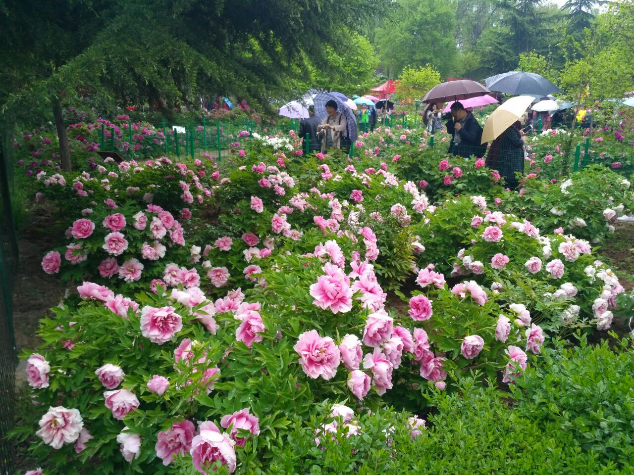 我们去的那天正好下了雨,本来花会时期人就多,牡丹没我想象的那么美