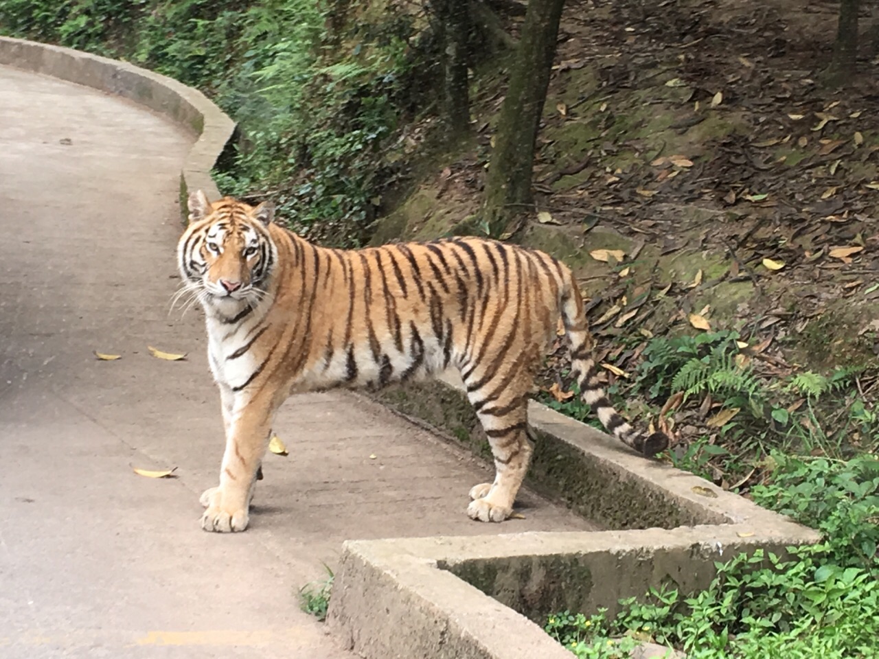 碧峰峡野生动物园