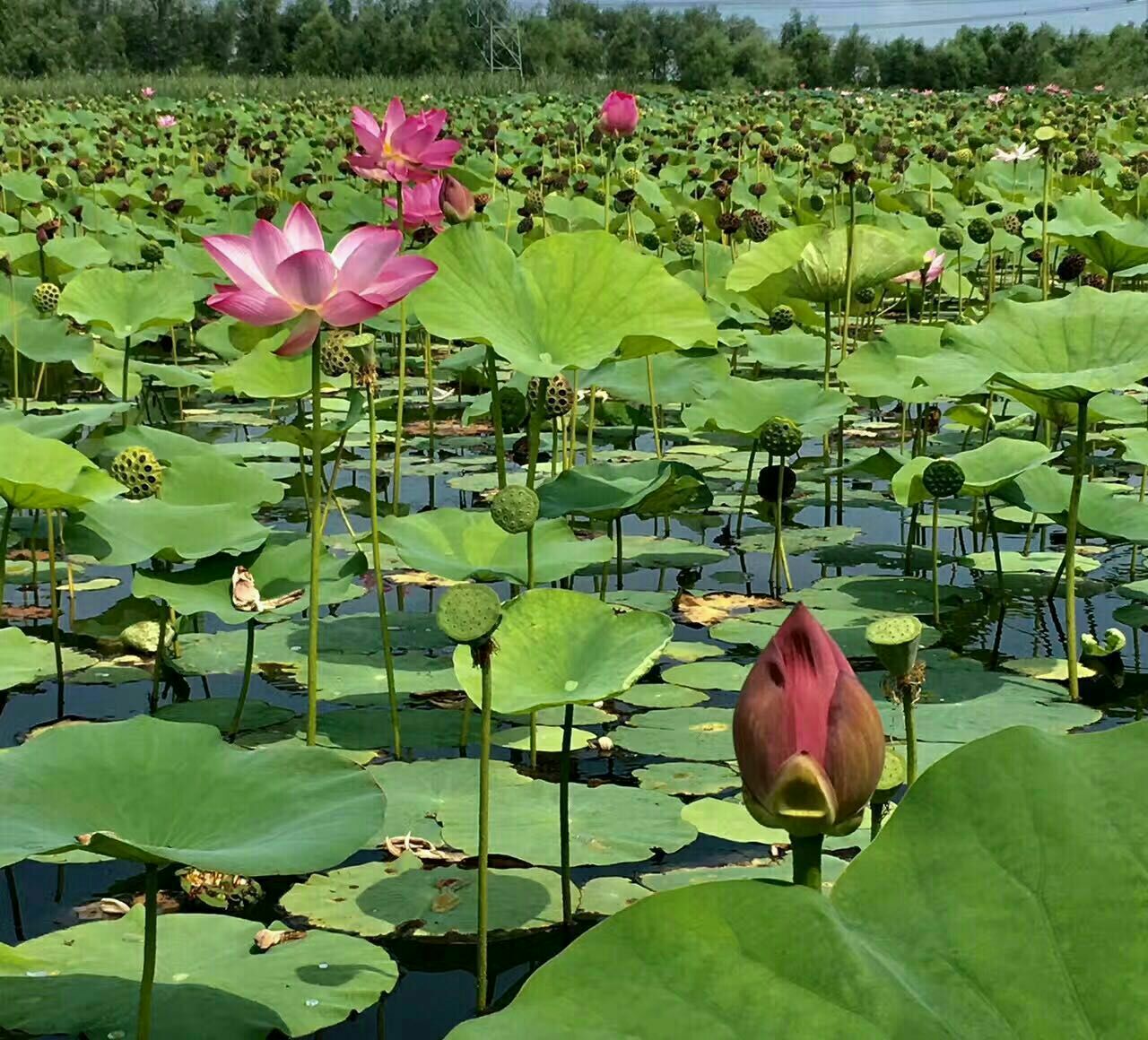 铁岭莲花湿地