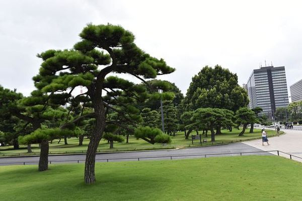 【原创】日本纪行——日本皇宫外苑里的松树(组图)