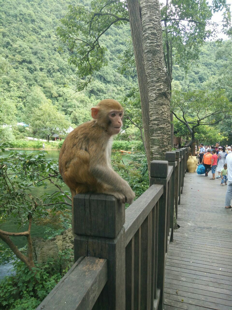 三岭湾猕猴观赏园