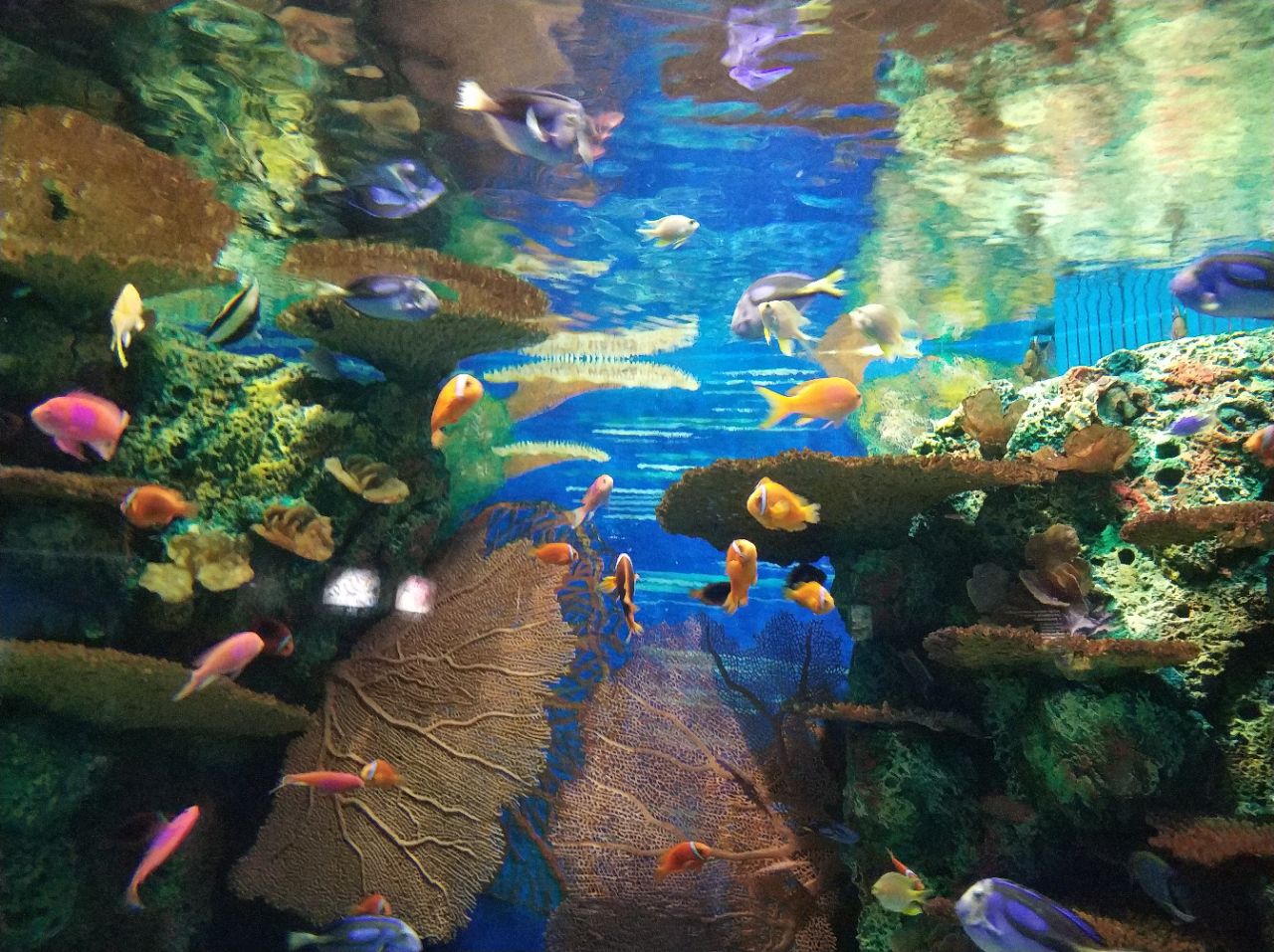 上海海洋水族馆