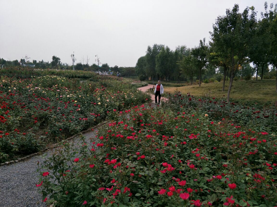 北京爱情海玫瑰园好玩吗,北京爱情海玫瑰园景点怎么样