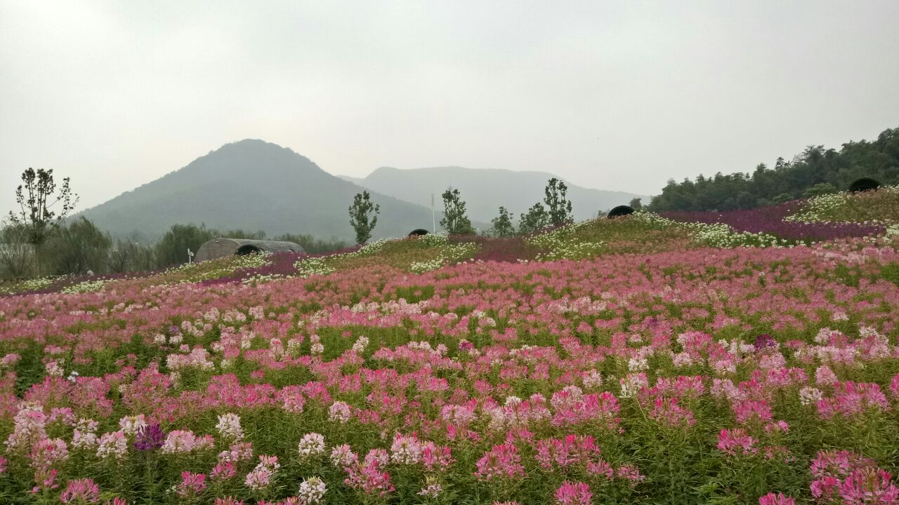 花谷奇缘