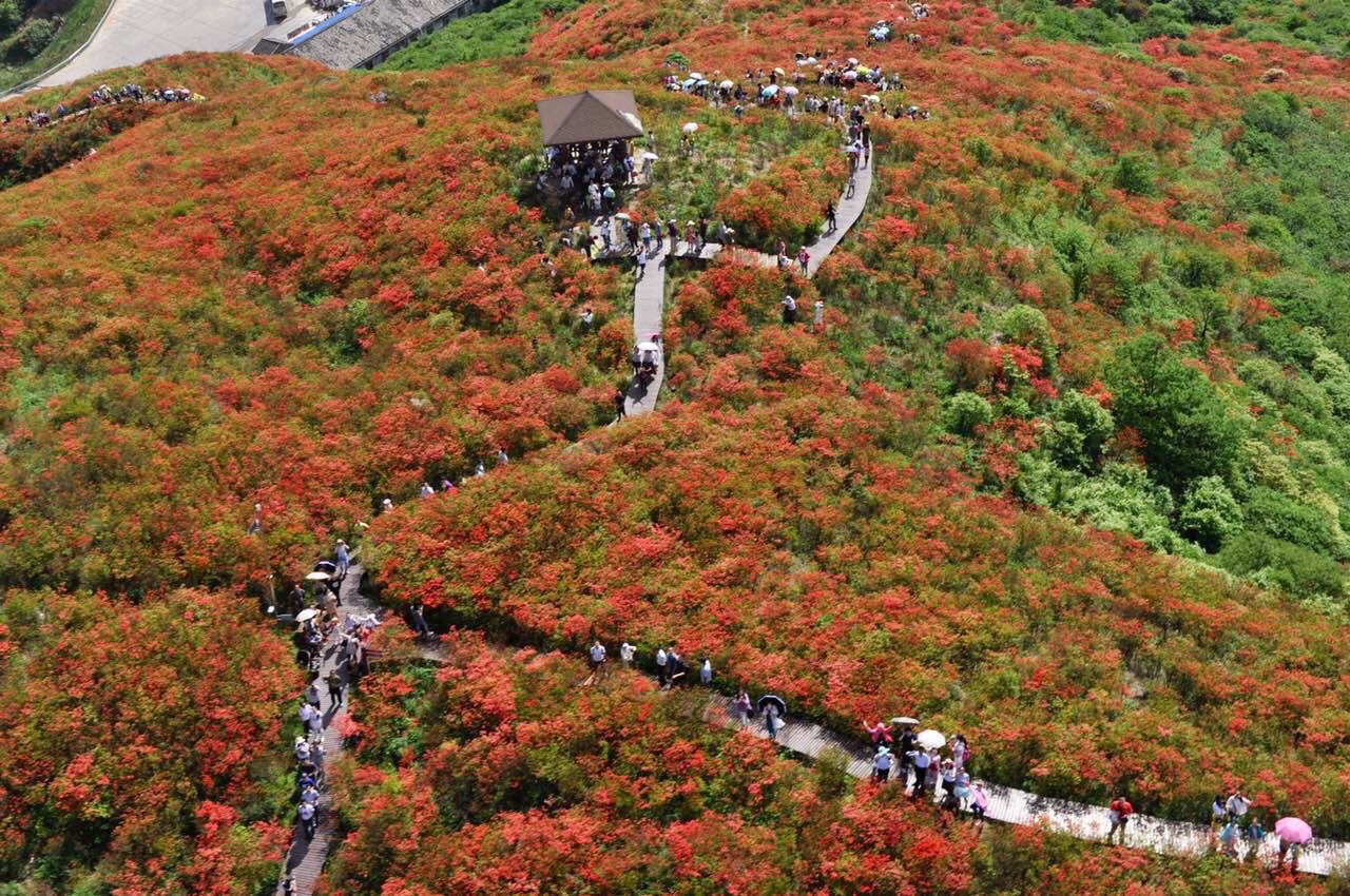 长沙县浔龙河樱花谷攻略,长沙县浔龙河樱花谷门票