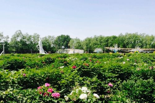 北京琉璃河天香牡丹园恐龙园   分