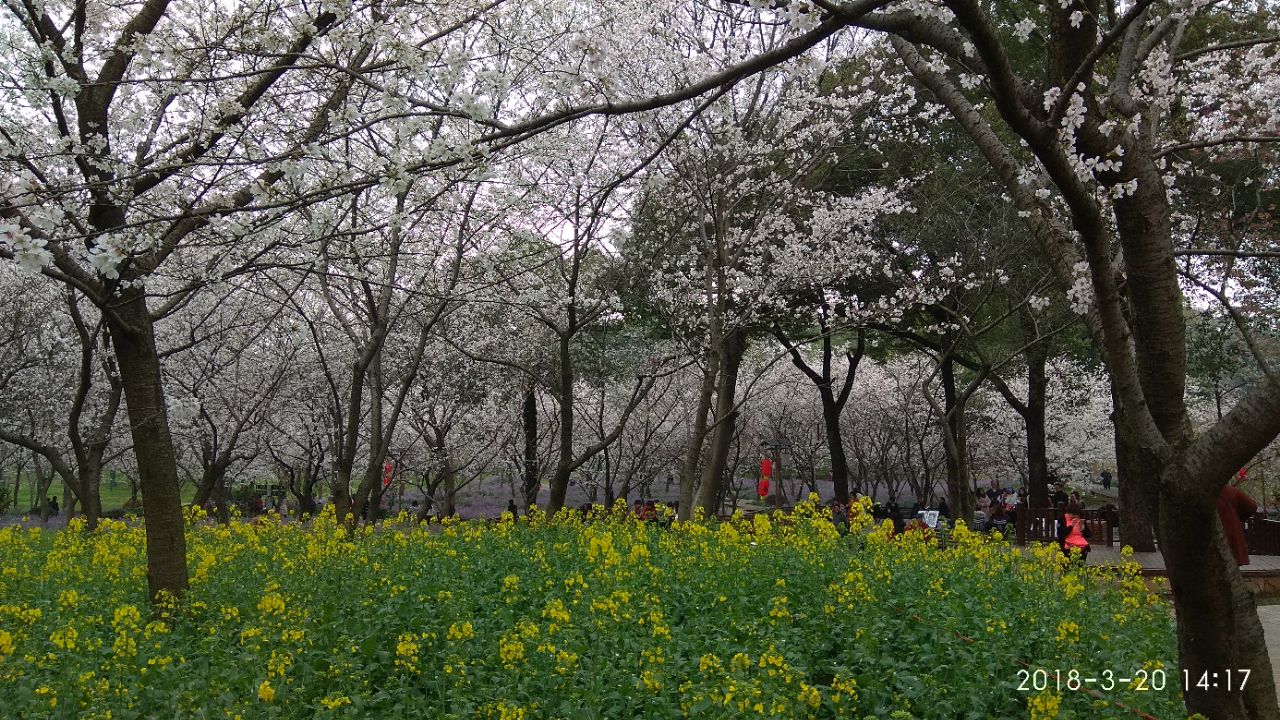 东湖樱花园