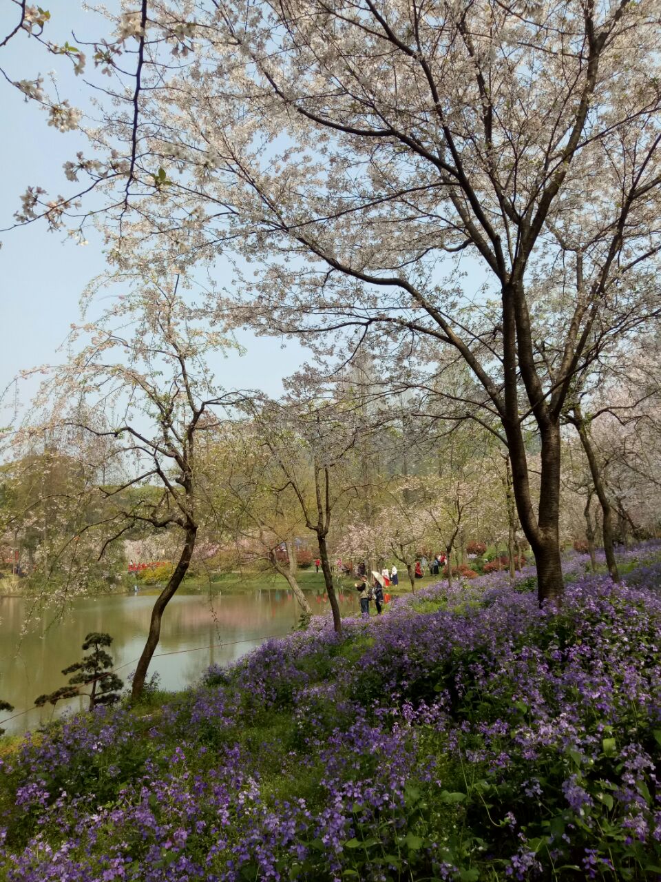 武汉东湖樱花园好玩吗,武汉东湖樱花园景点怎么样