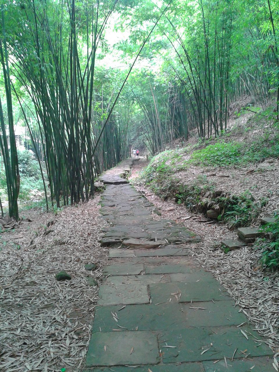 邛崃川西竹海景区好玩吗,邛崃川西竹海景区景点怎么样