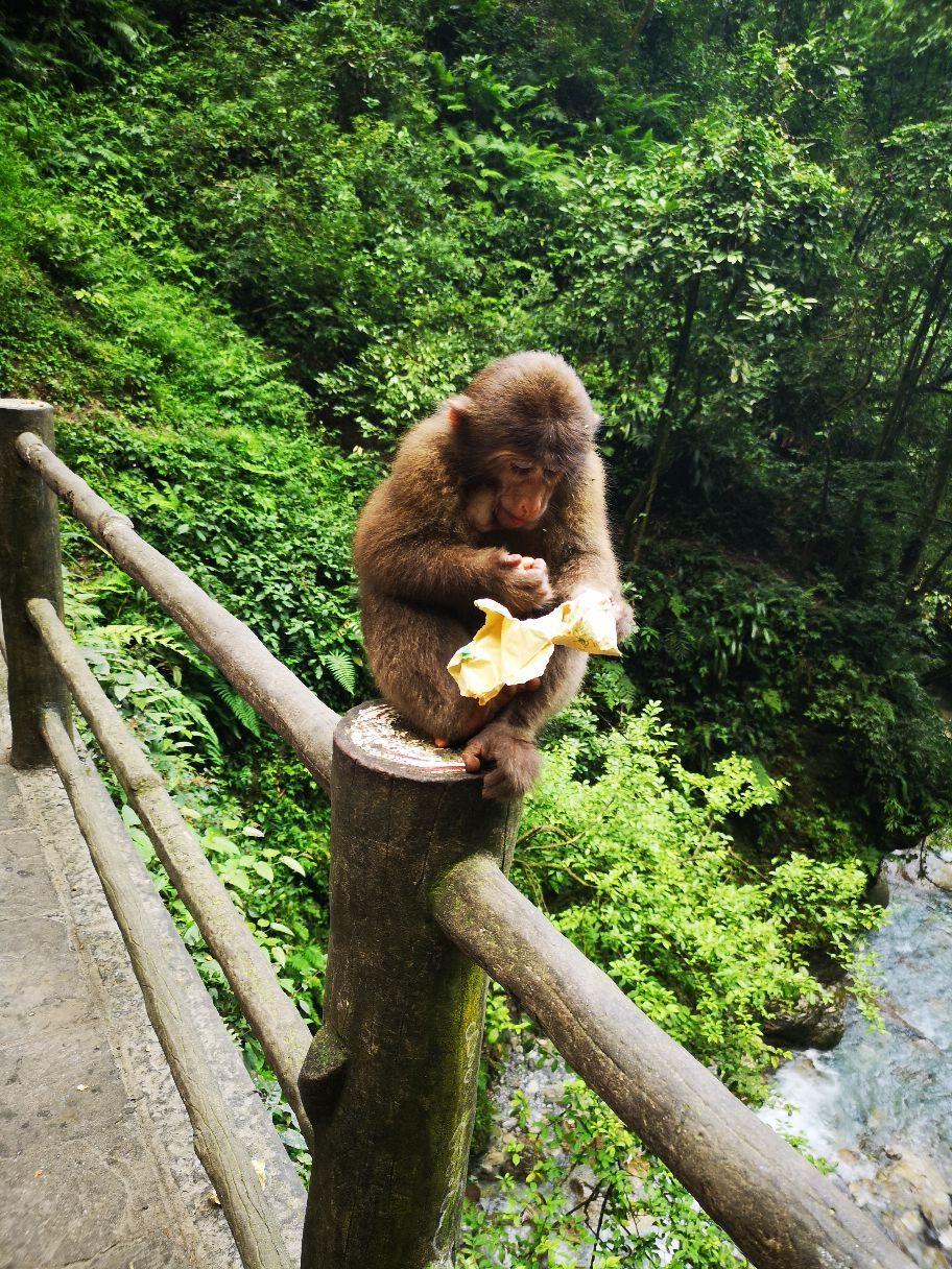 峨眉山生态猴区