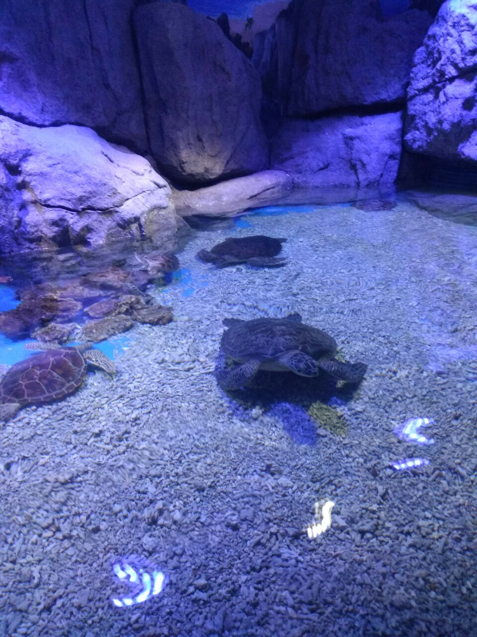 荆州小梅沙海洋馆