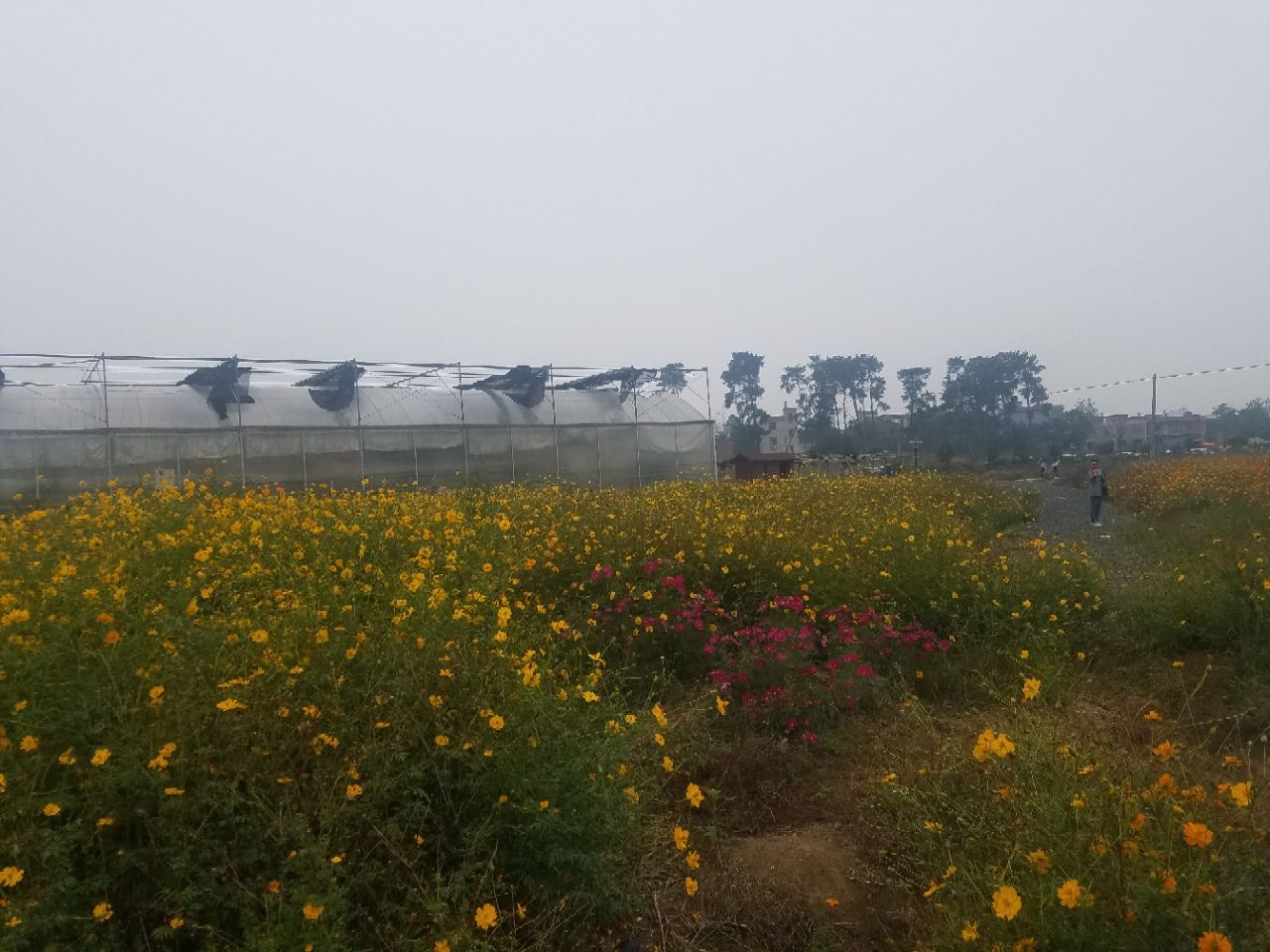 大市花海门票多少钱,平时有没对外开放-耒阳旅游问答