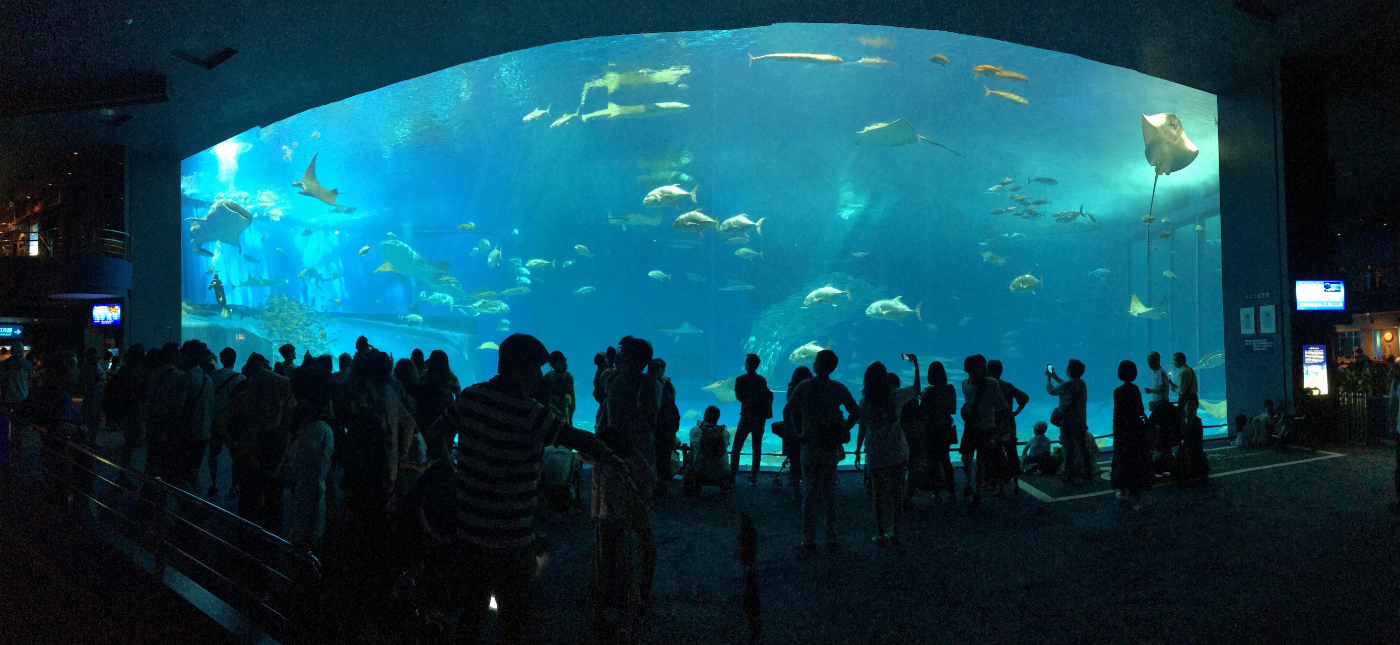 冲绳美丽海水族馆