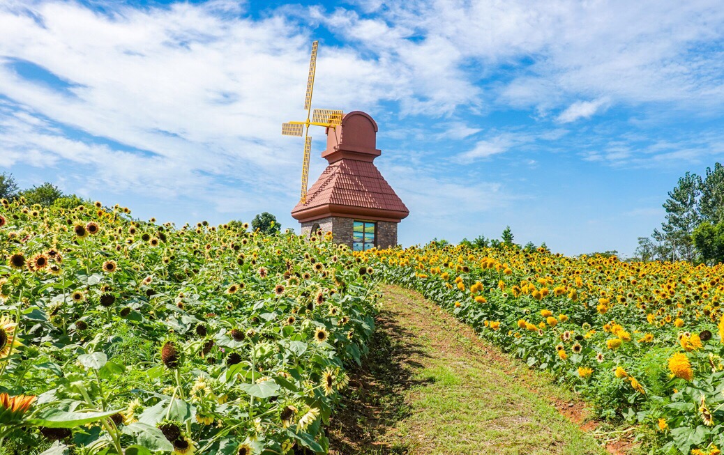 绍兴杭州湾海上花田好玩吗,绍兴杭州湾海上花田景点怎么样_点评_评价