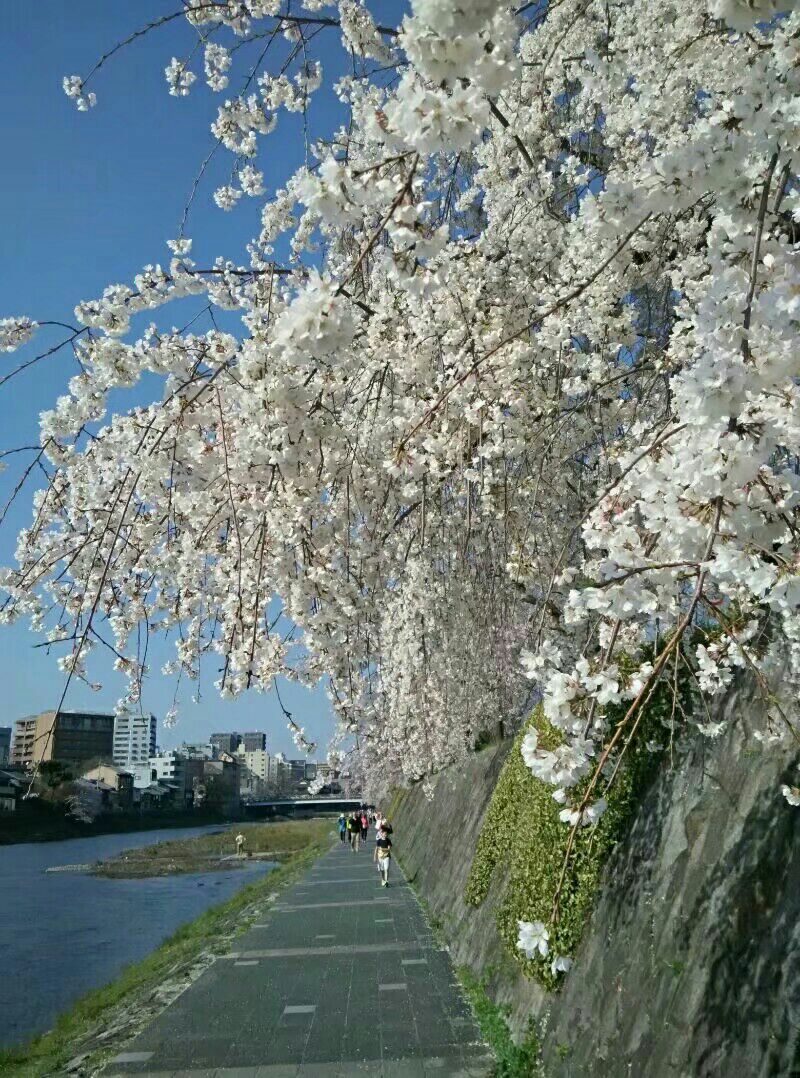 京都鸭川好玩吗,京都鸭川景点怎么样_点评_评价【携程攻略】