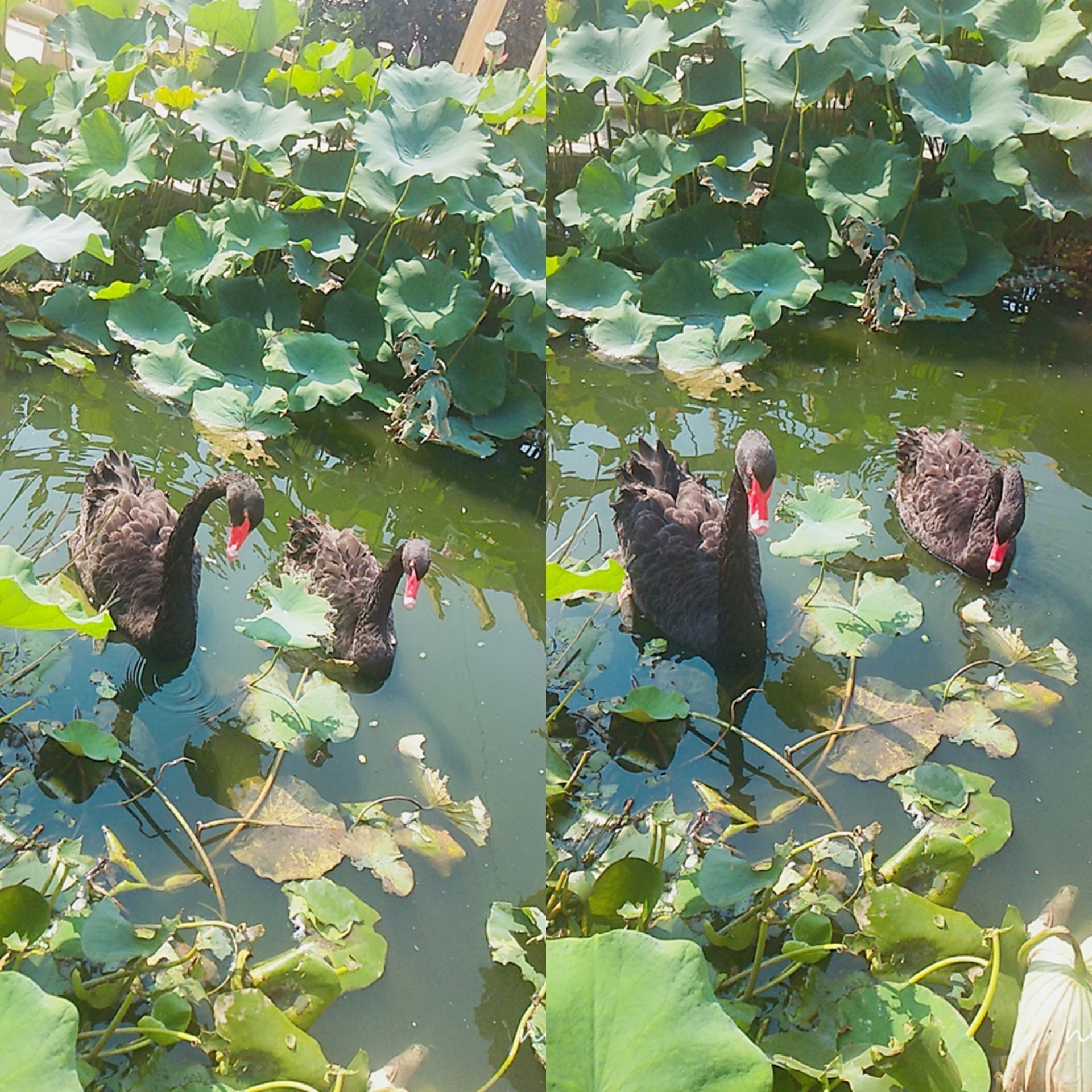 易县百泉生态园好玩吗,易县百泉生态园景点怎么样