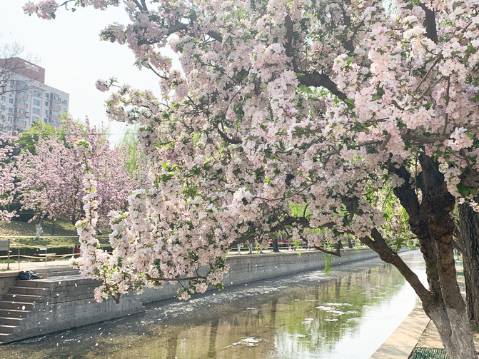 北京|春季赏花最佳去处,北京城内的海棠花溪