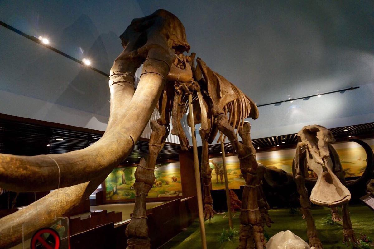 中国古动物博物馆,让我在一天内见证了生命的演化和兴盛 - 知乎